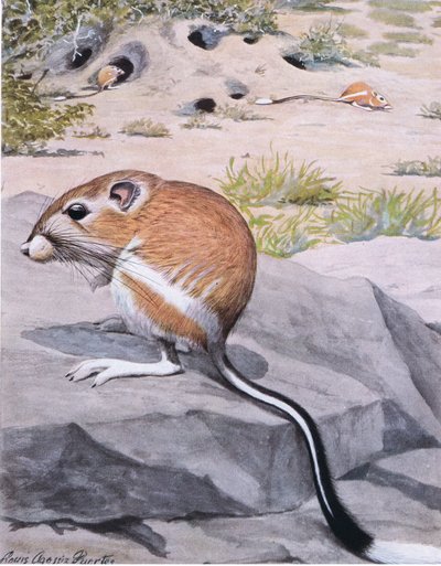 Banner Tailed Kangaroo Rat, bold stripes and an elegant white tipped tail by Louis Agassiz Fuertes